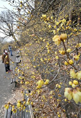 見頃となった羽黒山のロウバイ（超広角レンズ使用）