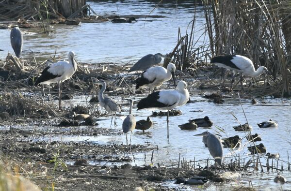 渡良瀬遊水地で羽を休めるコウノトリ＝19日午後２時20分、小山市下生井