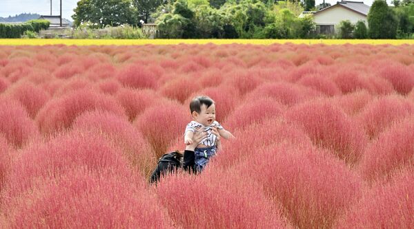赤く色づいたコキア畑で記念撮影する親子連れ＝19日午後２時、芳賀町東高橋