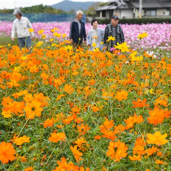 img_357cd1d2703551e14626bd66f8