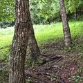 放置されたシカの死骸、クマが捕食か　鹿沼市、わなの毎日見回りを周知　地域住民「肉の味覚えたクマ現れるかも」