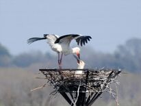 栃木のコウノトリ、ふ化せず　市内初の産卵、ひな誕生期待も「とても残念」