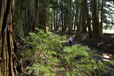 親子２代が20年以上かけ植栽した日光杉並木　家康への報恩、長寿の杉に託す