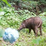 栃木の「あじさい坂」でイノシシ目撃相次ぐ　石段横切る場面も、注意呼びかけ