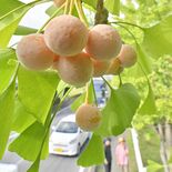 栃木のイチョウ並木に“小さな秋”　ギンナン鈴なりに実る