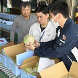 真岡の「オトメメロン」、初夏を告げる初出荷　５月から直売所で販売
