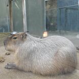 新たなふわふわアイドル登場　大田原のなかがわ水遊園　カピバラ展示再開