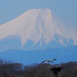 渡良瀬遊水地コウノトリのペア、産卵か　小山の人工巣塔　５年連続ひな誕生…