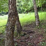 放置されたシカの死骸、クマが捕食か　鹿沼市、わなの毎日見回りを周知　地…