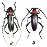 クビアカツヤカミキリ被害北限のさくら市　２例目確認「ここで食い止めたい」