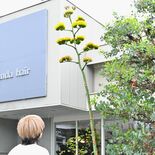 18年越しに出合えた　足利の美容室でリュウゼツラン開花　あと数日、一抹…