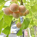 栃木のイチョウ並木に“小さな秋”　ギンナン鈴なりに実る