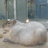 新たなふわふわアイドル登場　大田原のなかがわ水遊園　カピバラ展示再開