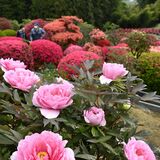 ボタンとツツジが鮮やかに競演　大田原・富士ぼたん園で見頃