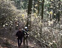 斜面を彩る“春の使者”