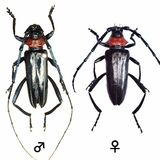 クビアカツヤカミキリ被害北限のさくら市　２例目確認「ここで食い止めたい」