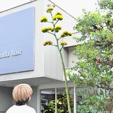 18年越しに出合えた　足利の美容室でリュウゼツラン開花　あと数日、一抹の寂しさも
