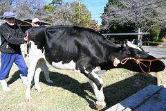 【夕刊】も～っと大きく育ったよ