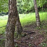 放置されたシカの死骸、クマが捕食か　鹿沼市、わなの毎日見回りを周知　地域住民「肉の…