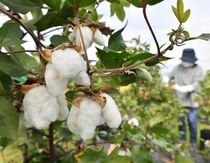 真岡で綿花の摘み取り本格化