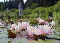 猿沢の池でスイレン見頃　宇都宮