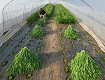 ニラ収穫最盛期　鹿沼