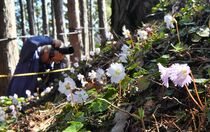 イワウチワが見頃　那珂川