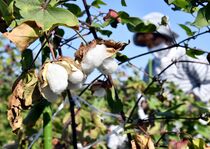 「真岡木綿」綿花の摘み取り最盛期