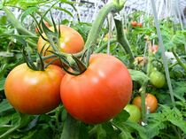 春トマトの収穫最盛期　上三川