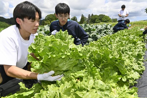 ロメインレタスを収穫する生徒