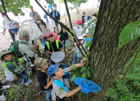 樹木にいる虫を観察する子どもたち