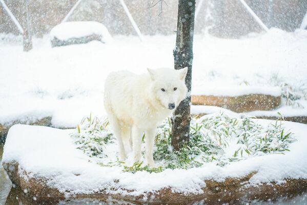 死んだホッキョクオオカミの「アザリー」＝２０２２年１２月（那須どうぶつ王国提供）