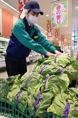 平年より値上がりしているキャベツ＝11日午前、宇都宮市今泉町