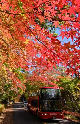 色づき始めた回顧園地周辺のモミジ＝13日午前11時55分、那須塩原市関谷