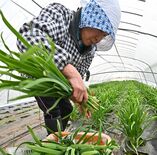 鹿沼で冬ニラ出荷最盛期　柔らかく甘みも強く【動画】