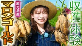 秋元真夏が鹿児島県でマロンゴールドを収穫体験！中身は黄金色で栗のように…