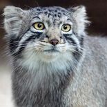マヌルネコ増えるよ　那須どうぶつ王国、新たに１頭受け入れ４頭に　環境に…