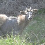 鹿沼市南部でニホンカモシカ目撃相次ぐ　「生まれて初めて」と驚く住民も　…