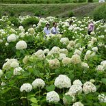 茂木の｢洋和園｣でアジサイが見頃　白く大きく丸く　アナベル、緑に映え