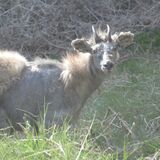 鹿沼市南部でニホンカモシカ目撃相次ぐ　「生まれて初めて」と驚く住民も　病気の可能性、刺激せず見守って