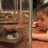 世界最大や最重量がずらり　大田原で「世界のカブト・クワガタ展」　９月10日まで