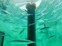 【サンマ】「庶民の味方」危うい未来