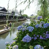 小江戸も梅雨の装い　巴波川沿いでアジサイ見頃、今週末まで　栃木