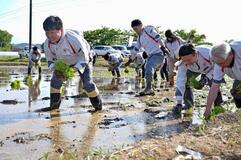 アイリス、コメ栽培に参入