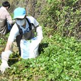 【WEB版】宇都宮の水路に増え過ぎた外来水草　アマゾントチカガミを駆除せよ