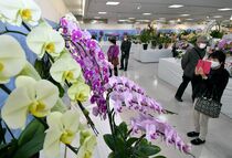 洋ランずらり「とちぎ蘭展」開幕　宇都宮