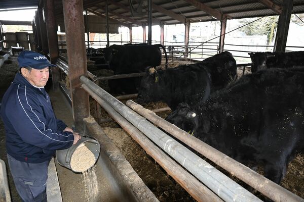 牛に餌を与える斎藤さん。高騰する飼料の安定供給などを求めている＝１月下旬、日光市