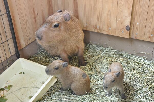 生まれた２頭のカピバラ。奥は母親のたわし