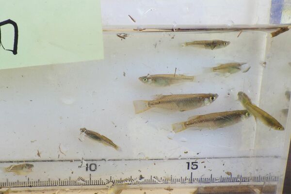 生育調査で発見されたメダカ＝６月下旬、栃木市内（メダカ里親の会提供）