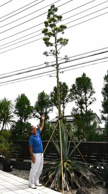 花が咲いたアガベと神原さん
